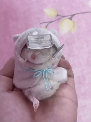 Boo! Adorable Hamster Dons Costumes for Halloween
