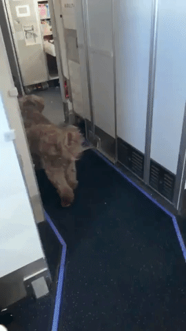 Concerned Dog Searches Plane Cabin After Owner 'Disappears' During Flight