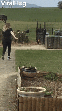 Protective Rooster Sends Woman Running