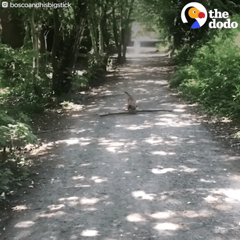 Dog Cute Dogs GIF by The Dodo