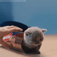 Kittens GIF