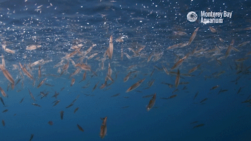 ocean squid GIF by Monterey Bay Aquarium