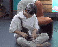 Cat Kitten GIF