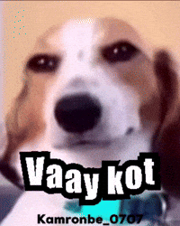 Dog Hello GIF