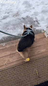 Corgi Disapproves of Birthday Walk Booties