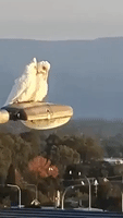 Love Birds: Cockatoos Share a Perch and a Peck as Flock Swarms Suburb