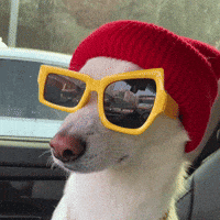Jindo GIF