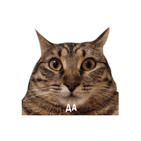 Cat Yes Sticker