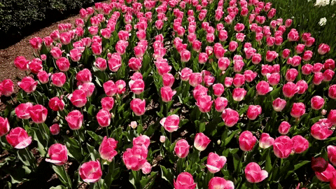 GIF de tulipes de Central Park par Central Park Conservancy