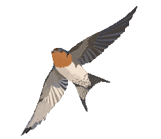Summer Bird Sticker