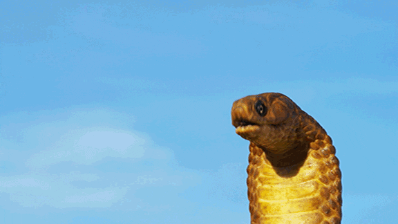 spy in the wild snake GIF by PBS