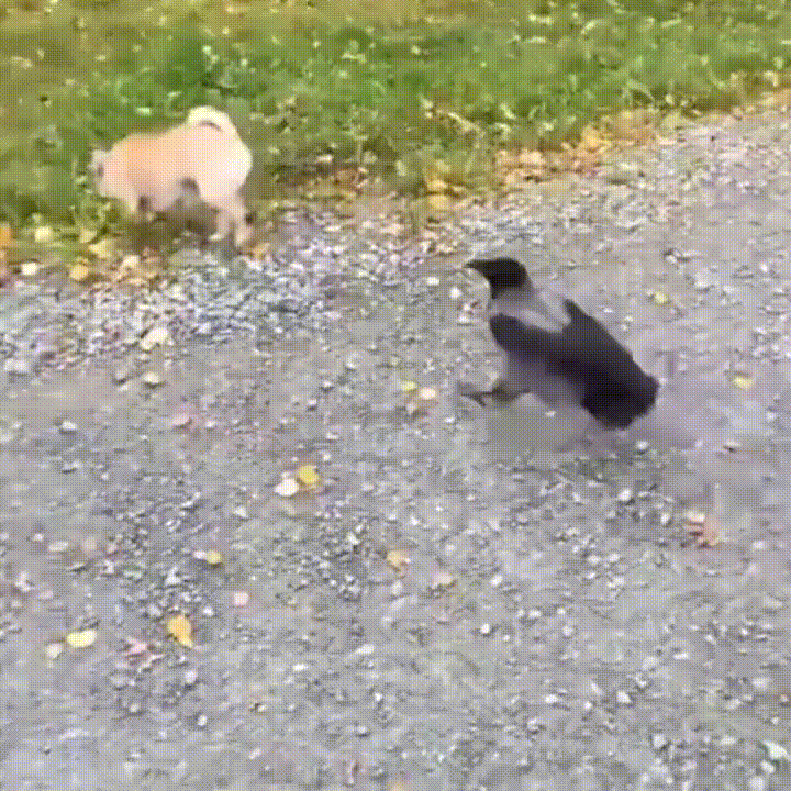 animals being jerks chihuahua GIF