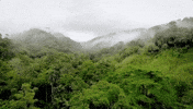 viceland GIF by JUNGLETOWN