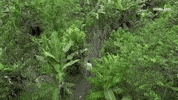 viceland GIF by JUNGLETOWN