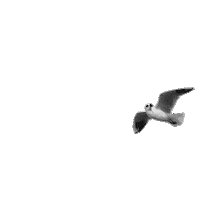 Seagull Moewe Sticker by DEICHBRAND Festival 