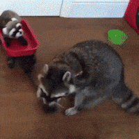 Racoon GIF