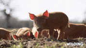 Wilding Baby Animals GIF by PBS