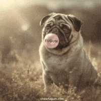 Cool Dog Lol GIF by Fugum