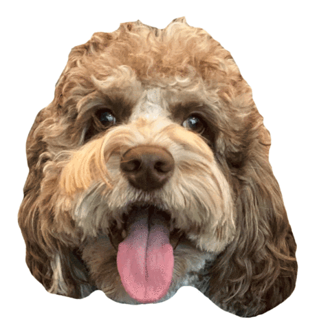 Dog Sticker by Diggs Pet