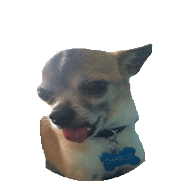 chihuahua STICKER by imoji