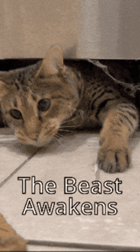 Stalking Wild Cat GIF