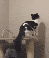 Cat Lol GIF by America's Funniest Home Videos