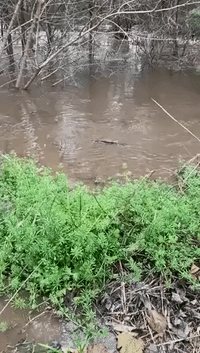 Endangered Platypus Spotted in Peel River Near Tamworth After Rains