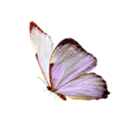 Borboleta Sticker by Aniéli Cristina Linhares