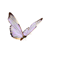 Borboleta Sticker by Aniéli Cristina Linhares