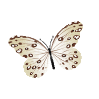 Borboleta Sticker by Aniéli Cristina Linhares
