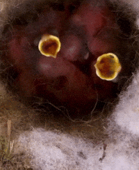 Baby Bird GIF
