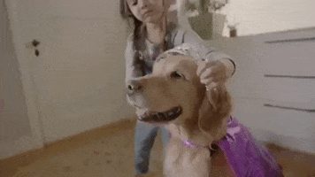 parkerpup princess golden retriever parkerpup dogs dressed up GIF