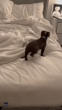 Puppies Sneak Into Bed and Snuggle as Part of Nighttime Routine
