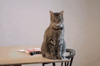 Vpr GIF