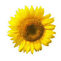 champagneandgumboots gf sweets sunflower sprinkles Sticker