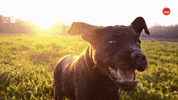Dog Puppy GIF by BuzzFeed