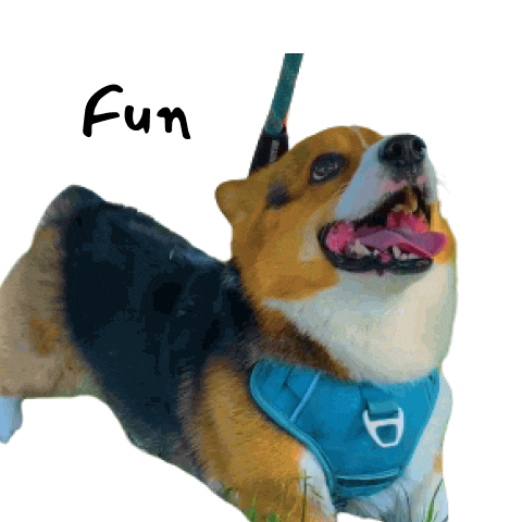 Milo_SiliconValley giphyupload fun dog corgi Sticker