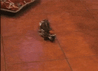 Frog Spinning GIF by AFV Pets