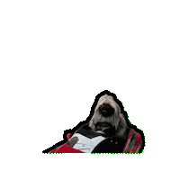 Pogi Sticker by Caravan of Paws