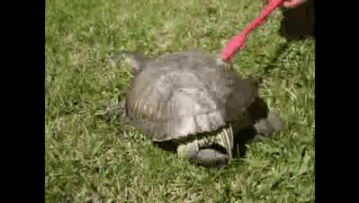 turtle GIF