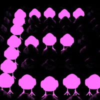 Brrd GIF