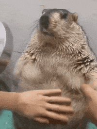 dr_marmot_ animal shower wash bathtime GIF