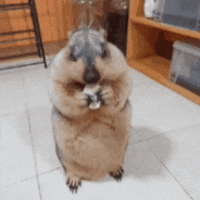 dr_marmot_ animal eating eat chips GIF