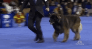 national dog show 2018 GIF by NBC