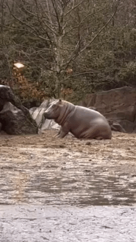 Baby Hippo Enjoys Rainy Day at Cincinnati Zoo
