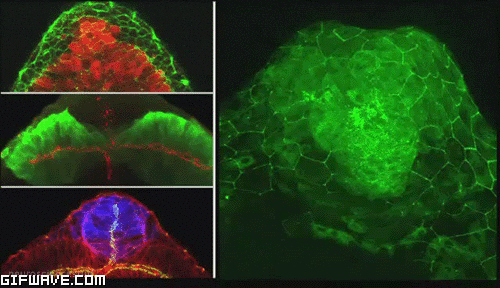 brain GIF