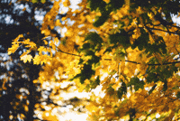 Autumn Leaves GIF by subtlestrokes