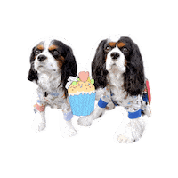 Birthday Cavalierkingcharlesspaniel Sticker