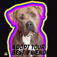 Adopt your best friend!