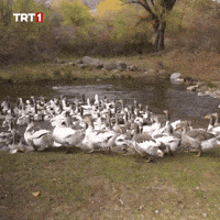 Water Swimming GIF by TRT